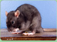 rat control Southall
